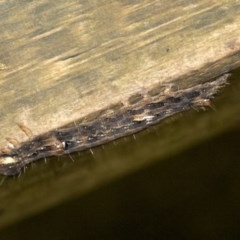 Lepidoptera unclassified IMMATURE at Acton, ACT - 18 Dec 2020 11:59 AM