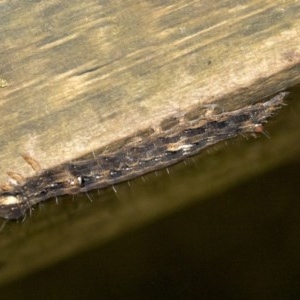 Lepidoptera unclassified IMMATURE at Acton, ACT - 18 Dec 2020 11:59 AM