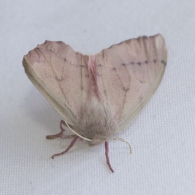 Arhodia lasiocamparia (Pink Arhodia) at Higgins, ACT - 20 Jan 2021 by AlisonMilton