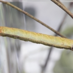 Arhodia lasiocamparia at Higgins, ACT - 20 Jan 2021