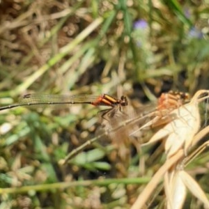 Nososticta solida at Goulburn, NSW - 20 Dec 2020