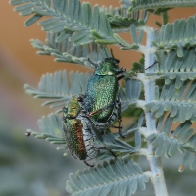 Diphucephala sp. (genus) (Green Scarab Beetle) at Tuggeranong Hill - 16 Dec 2020 by owenh