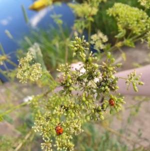 Hippodamia variegata at Goulburn, NSW - 20 Dec 2020