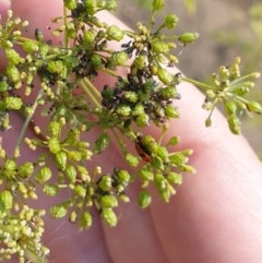 Hippodamia variegata at Goulburn, NSW - 20 Dec 2020