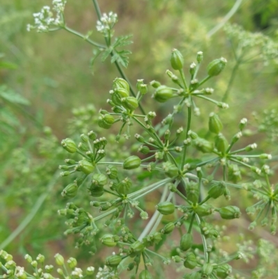 Conium maculatum (Hemlock) at Goulburn Wetlands - 20 Dec 2020 by Rixon