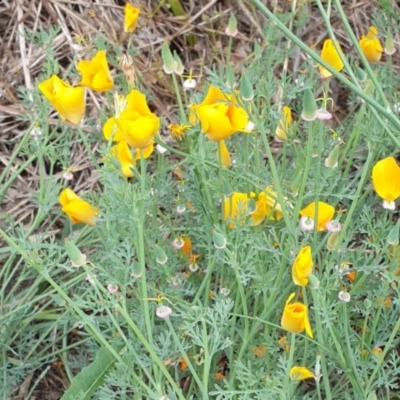 Eschscholzia californica (California Poppy) at Goulburn, NSW - 20 Dec 2020 by Rixon