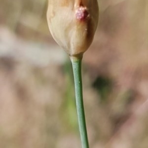 Petrorhagia nanteuilii at Cook, ACT - 26 Nov 2020