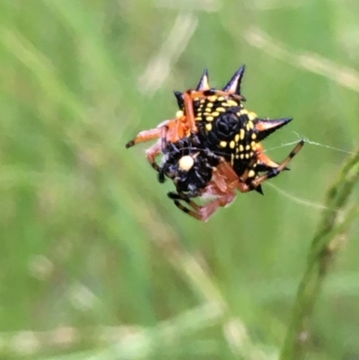 Austracantha minax (Christmas Spider, Jewel Spider) at Majura, ACT - 21 Dec 2020 by JaneR