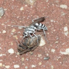 Turneromyia sp. (genus) (Zebra spider wasp) at Acton, ACT - 18 Dec 2020 by TimL