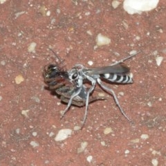 Turneromyia sp. (genus) at Acton, ACT - 18 Dec 2020 11:57 AM