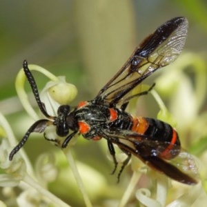 Pterygophorus cinctus at Acton, ACT - 20 Dec 2020 12:15 PM