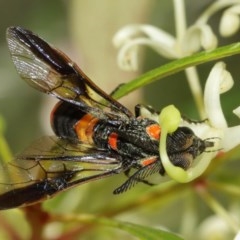 Pterygophorus cinctus at Acton, ACT - 20 Dec 2020