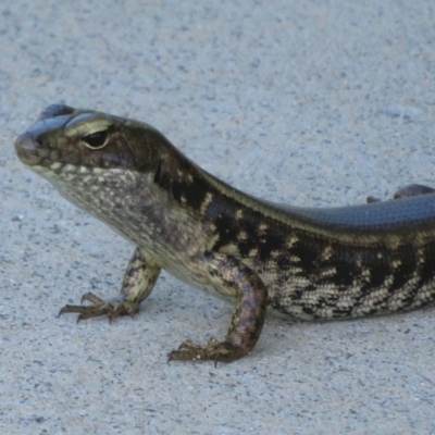 Eulamprus quoyii (Eastern Water Skink) at Culburra Beach, NSW - 20 Dec 2020 by Christine