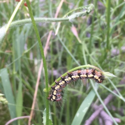 Hecatesia fenestrata (Common Whistling Moth) at Majura, ACT - 24 Nov 2020 by JaneR