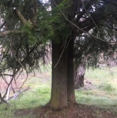 Exocarpos cupressiformis at Majura, ACT - 24 Nov 2020