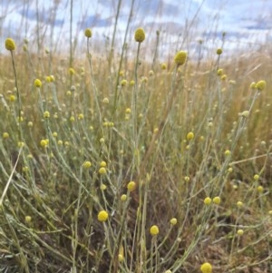 Calocephalus citreus at Mitchell, ACT - 22 Dec 2020