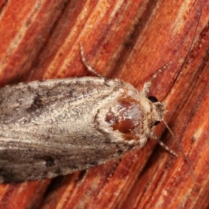 Thoracolopha melanographa at Melba, ACT - 4 Dec 2020