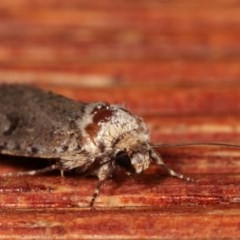 Thoracolopha provisional species at Melba, ACT - 4 Dec 2020