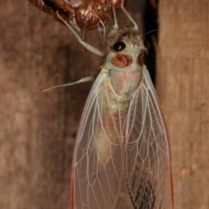 Yoyetta sp. (genus) at Melba, ACT - 4 Dec 2020