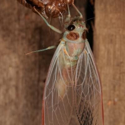 Yoyetta sp. (genus) (Firetail or Ambertail Cicada) at Melba, ACT - 4 Dec 2020 by kasiaaus