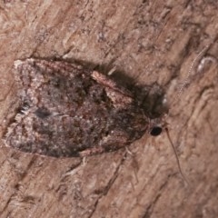 Capua intractana at Melba, ACT - 11 Dec 2020 09:33 PM