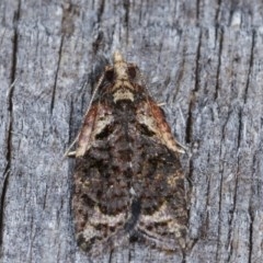 Capua intractana (A Tortricid moth) at Melba, ACT - 11 Dec 2020 by kasiaaus