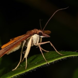 Uresiphita ornithopteralis at Melba, ACT - 11 Dec 2020