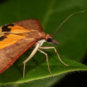 Uresiphita ornithopteralis at Melba, ACT - 11 Dec 2020