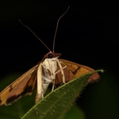 Uresiphita ornithopteralis at Melba, ACT - 11 Dec 2020