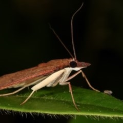 Uresiphita ornithopteralis at Melba, ACT - 11 Dec 2020