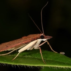 Uresiphita ornithopteralis at Melba, ACT - 11 Dec 2020