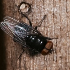 Australophyra rostrata (Black Carrion Fly) at Melba, ACT - 11 Dec 2020 by kasiaaus