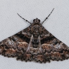 Gastrinodes argoplaca (Cryptic Bark Moth) at Melba, ACT - 11 Dec 2020 by kasiaaus