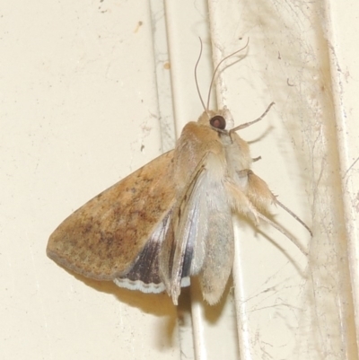 Helicoverpa punctigera (Native Budworm) at Pollinator-friendly garden Conder - 15 Oct 2020 by michaelb