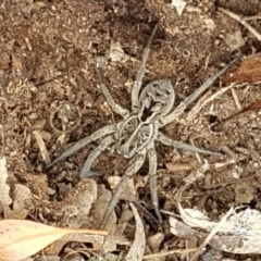 Tasmanicosa sp. (genus) (Tasmanicosa wolf spider) at Forde, ACT - 22 Dec 2020 by trevorpreston