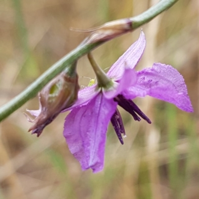 Arthropodium fimbriatum (Nodding Chocolate Lily) at Forde, ACT - 21 Dec 2020 by tpreston