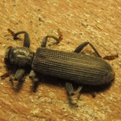 Eunatalis sp. (Genus) (A Clerid Beetle) at Gordon, ACT - 19 Nov 2020 by MichaelBedingfield