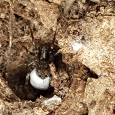Unidentified Spider (Araneae) at Kenny, ACT - 21 Dec 2020 by trevorpreston