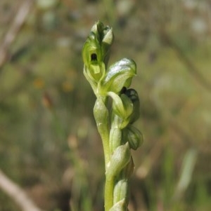 Hymenochilus bicolor (ACT) = Pterostylis bicolor (NSW) at Conder, ACT - suppressed