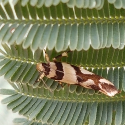 Macrobathra desmotoma ( A Cosmet moth) at Forde, ACT - 21 Dec 2020 by tpreston