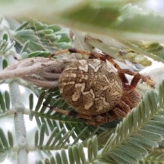 Salsa fuliginata (Sooty Orb-weaver) at Forde, ACT - 22 Dec 2020 by trevorpreston