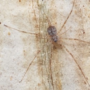 Tamopsis sp. (genus) at Throsby, ACT - 22 Dec 2020