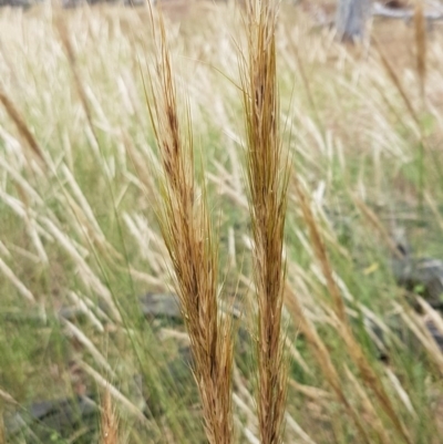 Austrostipa densiflora (Foxtail Speargrass) at Throsby, ACT - 21 Dec 2020 by tpreston