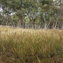 Austrostipa densiflora at Throsby, ACT - 22 Dec 2020 10:57 AM