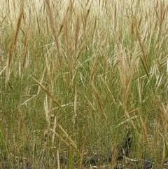 Austrostipa densiflora at Throsby, ACT - 22 Dec 2020