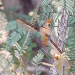 Leptotarsus (Leptotarsus) sp.(genus) (A Crane Fly) at Forde, ACT - 22 Dec 2020 by tpreston