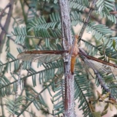 Leptotarsus (Leptotarsus) sp.(genus) at Forde, ACT - 22 Dec 2020