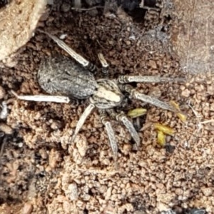 Lycosidae (family) at Kenny, ACT - 22 Dec 2020 11:06 AM