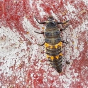 Harmonia conformis at Lyneham, ACT - 22 Dec 2020