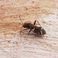 Leucophoroptera sp. (genus) (Mirid bug) at Lyneham, ACT - 22 Dec 2020 by trevorpreston